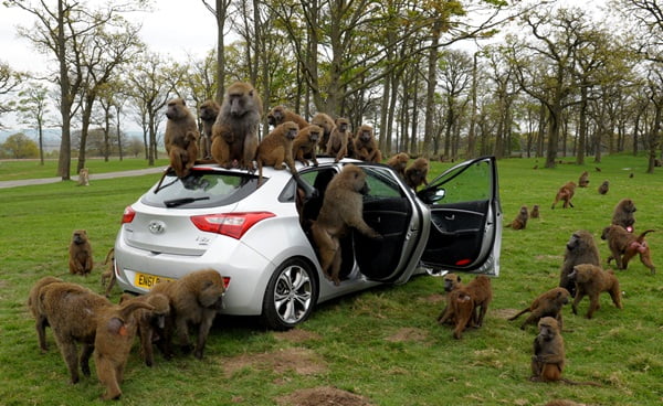 Hyundai i30 gone to the Baboons